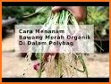 tips cara menanam bawang merah dalam di polybag related image
