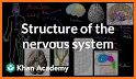 Nervous System Anatomy Pro. related image