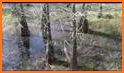 Swamp Land related image