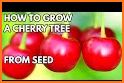 CherrySeed related image