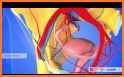 Female Anatomy 3D : Female 3D organs Anatomy related image