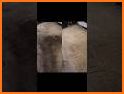 Clean My Carpet! - So Dirty! related image