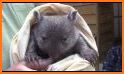 Wombat Rescue related image