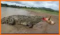 Crocodile Attack 2016 related image