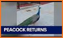 Decent Peacock Escape related image