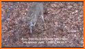 Whitetail Deer Hunting Calls related image