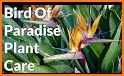 Plant Paradise related image