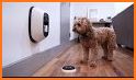 Dog Monitor: Puppy video cam related image