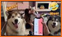 Dog Language Translator Simulator - Talk to Pet related image