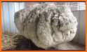 Shave Wool related image