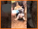Funny Puppy related image