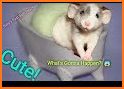 Cute Rat Rescue related image