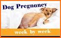 Pregnancy Stages Week by Week Guide related image