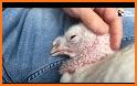 Turkey Rescue related image