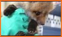 Baby Fox Care related image