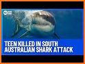Shark Attack related image