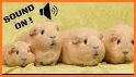 Guinea Pig Communicator related image
