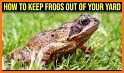 Killer Frogs related image