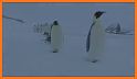 Cute snow penguin theme related image