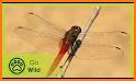 DragonFly related image