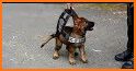 K9 Police Dog Training Game related image