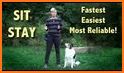 52 Dog Training Routines and Tricks related image