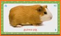 Kid Safe Flashcards - Animals: Learn First Words! related image
