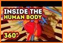 Human body (male) educational VR 3D related image