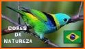 Aves Do Brasil related image