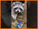 Raccoon rescue related image