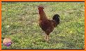 Hen Sound - Chicken Sounds - Rooster Sound related image