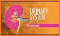 My Urinary System related image