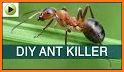 Ant Cleaner related image