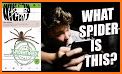 Spider Identifier App by Photo related image