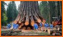 Tree Cut related image