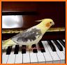 Lovely Parrots Keyboard Theme related image