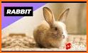 My Pet Bunny Simulator: Cute Bunny Pet Games related image