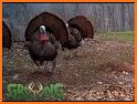 Wild Turkey Pro related image