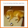 Cute Shiba Inu Doggy Keyboard Theme related image