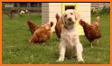 Big Farm related image