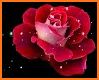 Rose GIF related image