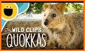 Quokka Theme +HOME related image