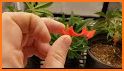 Cannabis Grow Calculator Tool Plant App Toolz related image