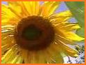 You are a Sunflower related image