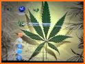 Fire Weed Rasta Themes HD Wallpapers 3D icons related image