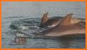 Chesapeake Dolphin Watch related image