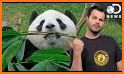 Pandas Go related image
