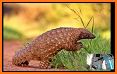 Pangolin's Puzzle related image