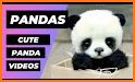 Baby Panda World related image