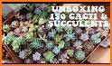 Cactus and Succulent Plants related image